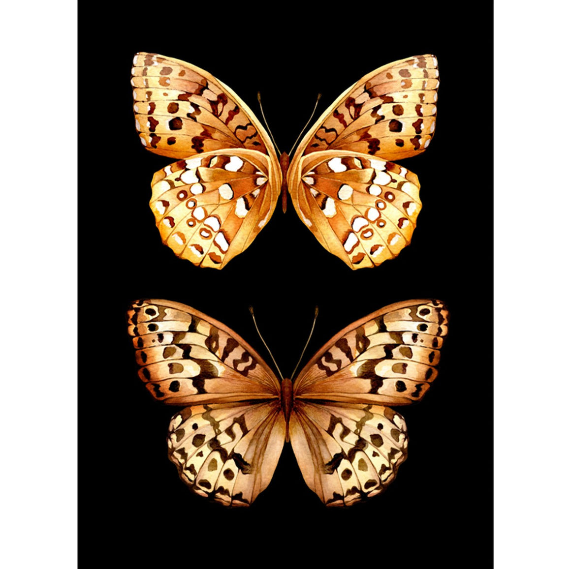 the Black Swan art print design by Avalana 