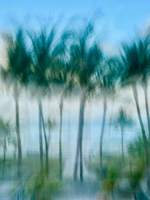 " Palm Ballet " by Jane Siblin Photography