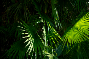 " Palm Beach " Miami Beach  by Stevie Beezie