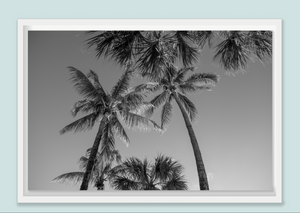 " Palma " Miami Beach  by Stevie Beezie