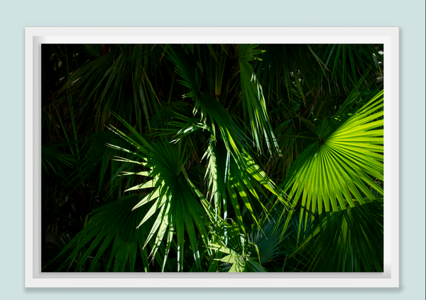 " Palm Beach " Miami Beach  by Stevie Beezie