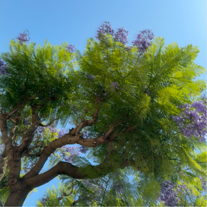 " Lavender Reaches " by Jane Siblin Photography