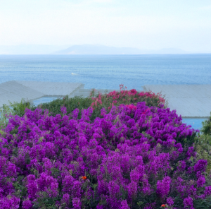 " Where Lavender  Reaches the Sea " by Jane Siblin Photography