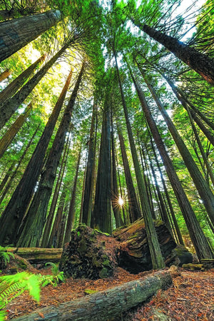 Redwoods - California