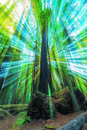 Redwoods Burst - California