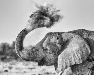 Elephant Blast - Africa