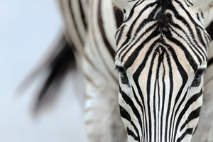 Zebra - Africa