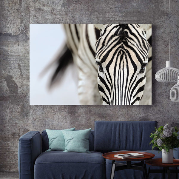 Zebra - Africa