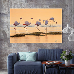 Pink Flamingos - Florida USA