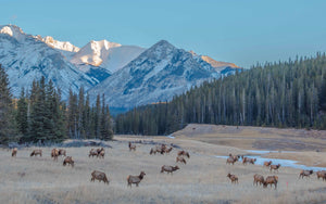 Banff Wildlife / Art Photography /  Carmen MacLeod