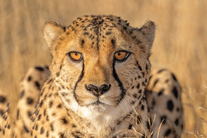 Cheetah Stare Down - South Africa