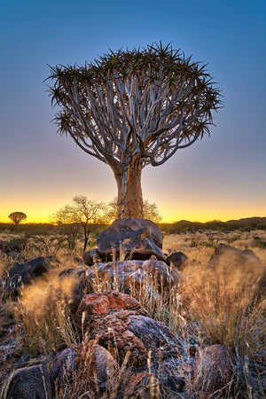 Quiver Tree - South Africa